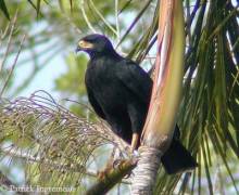 Wingardian black hawk Wingardian black hawk